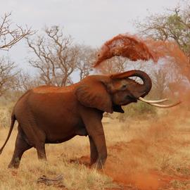 Muurdecoratie foto op aluminium olifant afrika kenia
